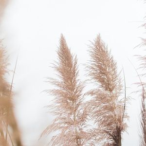 Meet your Posher, Coco